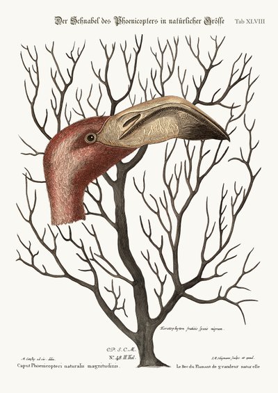 El pico del flamenco en sus dimensiones completas, 1749-73 de Mark Catesby